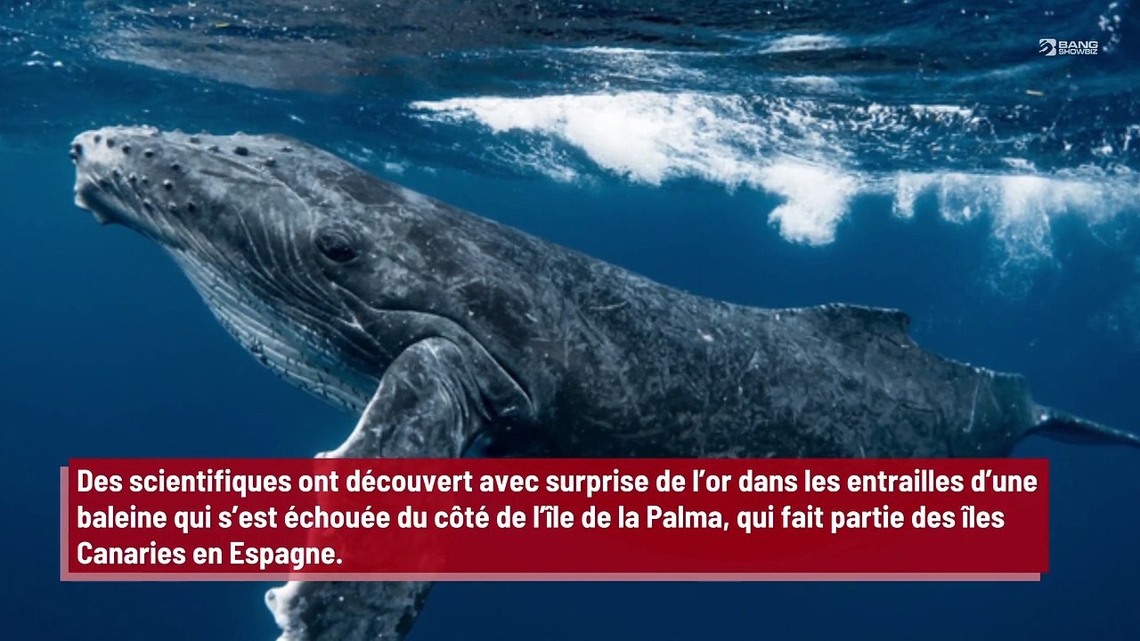 Des scientifiques découvrent de l’or dans les entrailles d’une baleine !