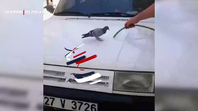 Otomobilini yıkayan vatandaş, kavurucu sıcaktan bunalan güvercini böyle serinletti