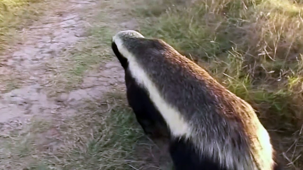 Honey Badger VS Mongoose !! Who Wins video Dailymotion
