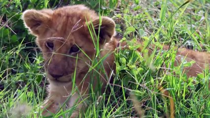 Hyena Snatches Lion Cub In Front Of His Mother's Eyes