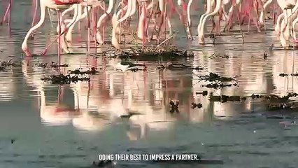 Hyena Snatches a Flamingo Out of Hundreds