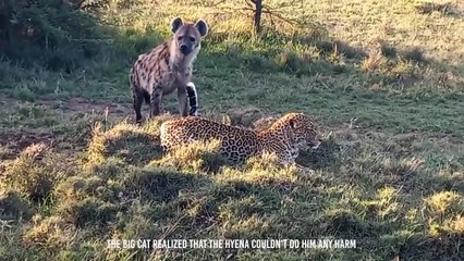 Hyenas Teaches a Leopard a Lesson He'll Never Forget