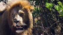 Impala Dying In a Lion Jaw   Male Lions Always Eat First