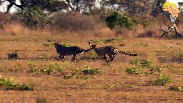 Kudyela pride growing stronger and stronger