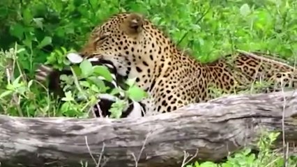 Leopard Brutally Killed Zebra To Teach its Youngster