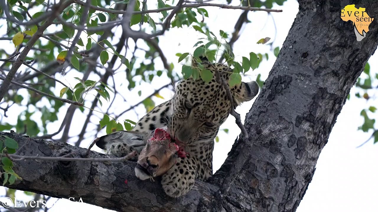 Leopard eating an Impala head