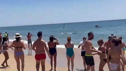 Los bañistas de una playa de Huelva se ven sorprendidos por una orca nadando muy cerca de la orilla