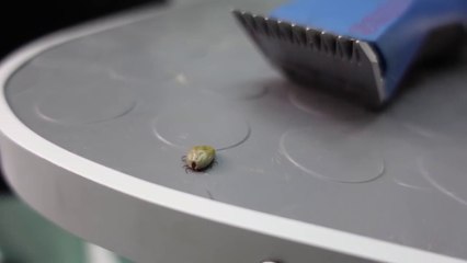 YOU WONT BELIEVE how many TICKS we found on these DOGS