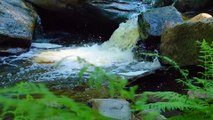 Birds singing and a stream flowing - Relaxing nature sounds, Stress Relief, Piano music