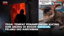 Tega! Tempat Penampungan Kucing dan Anjing di Bogor Dibakar, Pelaku Eks Karyawan