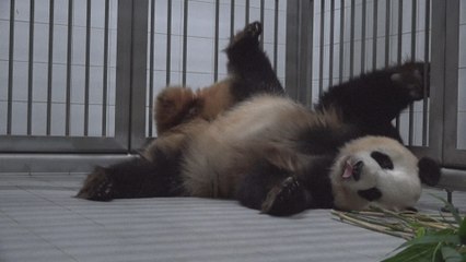 La Corée du Sud accueille ses premiers jumeaux pandas géants