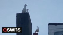 Resident of popular seaside town films daily struggles with noisy seagulls outside her bedroom window at 4am