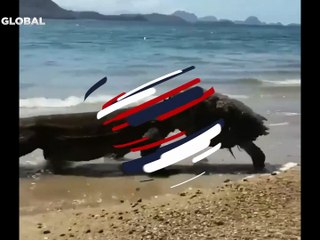 Komodo ejderi kaplumbağanın içini yedikten sonra, kabuğunu kendine şapka yaptı