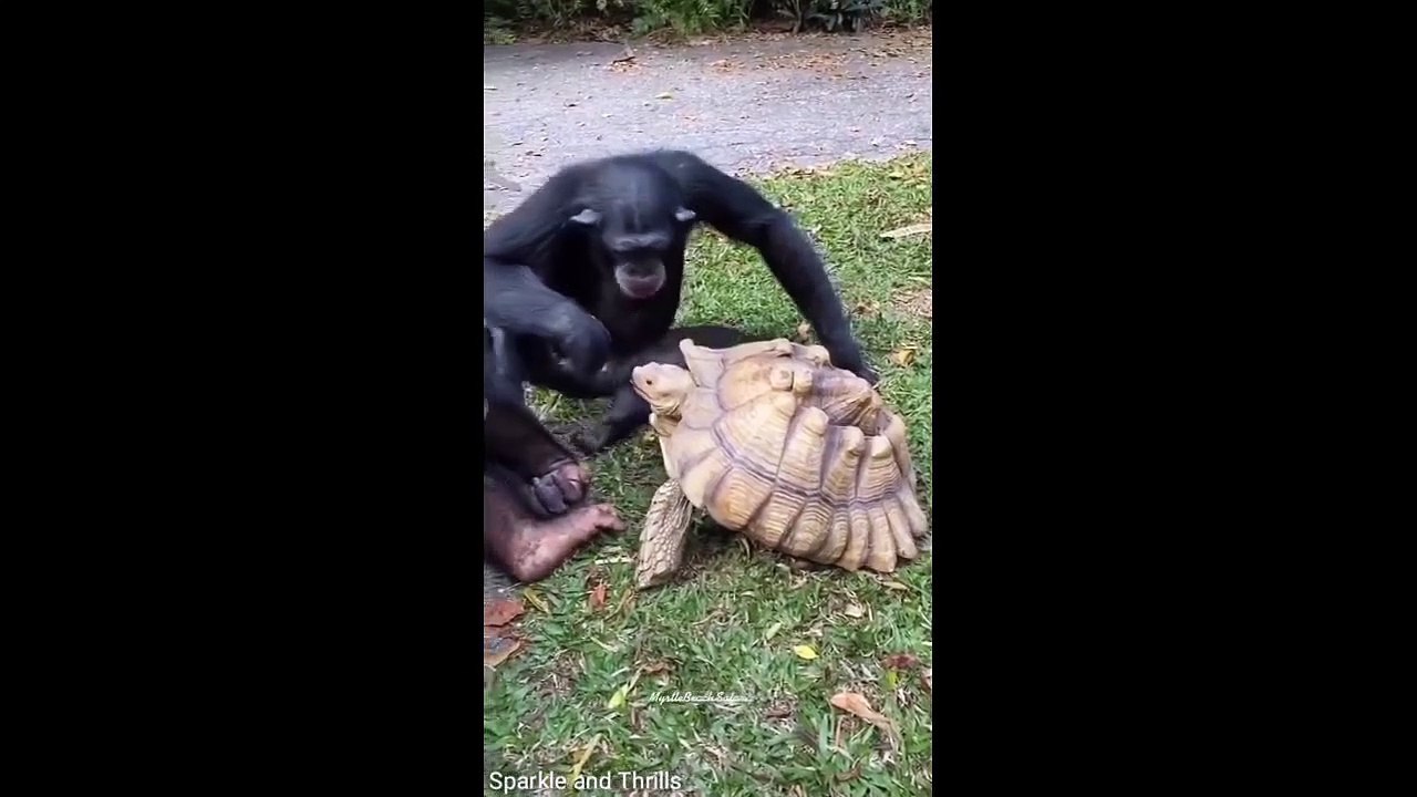 Hilarious Animal Antics Laugh Out Loud Moments