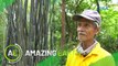 Amazing Earth: How to grow Bamboo trees 101 (Online Exclusive)