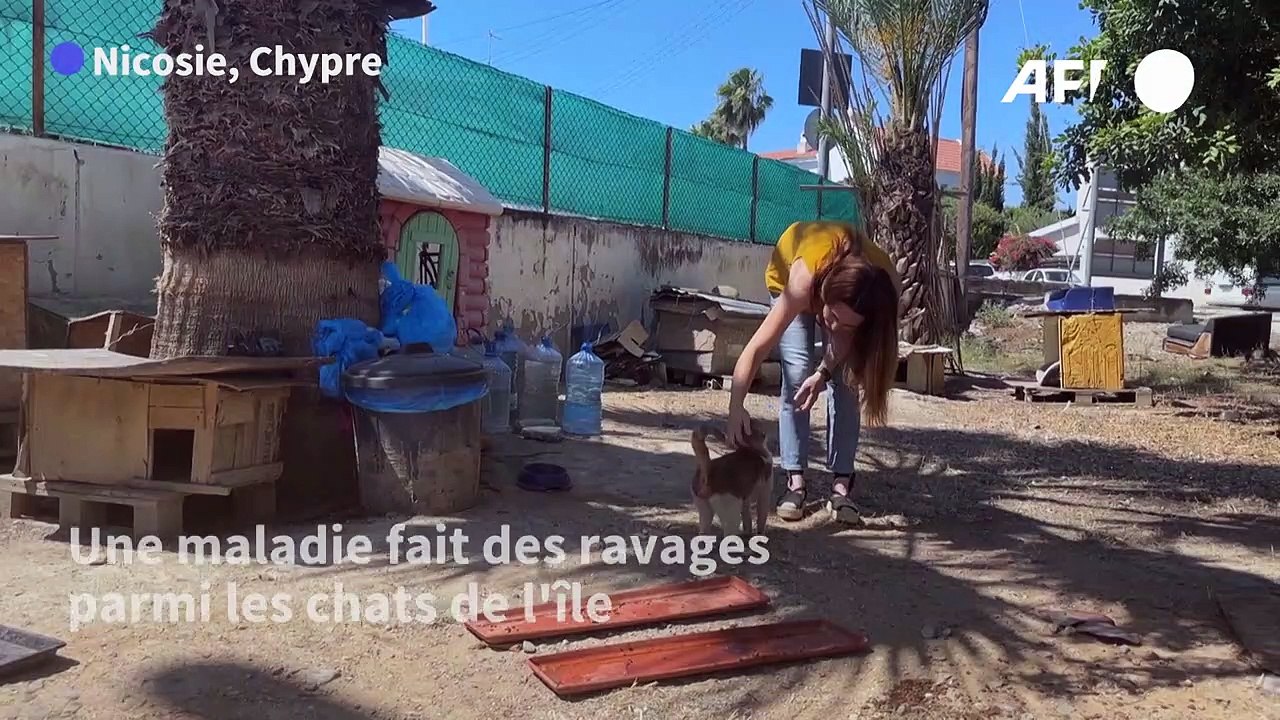 Chypre: sur "l'île aux chats", une maladie décime la population féline