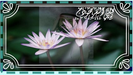 تلاوة مؤثرة يرق لها القلب