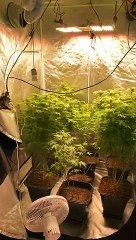 VÍDEO: Laboratório de drogas na Lagoa da Conceição é descoberto pela polícia