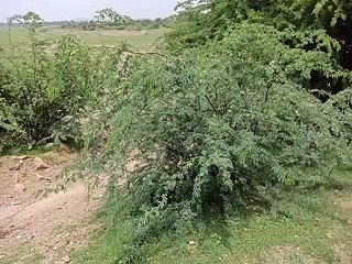 video: बांध की सुरक्षा दीवार पर उग रहे बबूल, नहर हो रही जगह-जगह से क्षतिग्रस्त