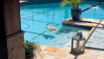 Elle filme son chien dans la piscine : 15 millions de personnes ont l’impression d’halluciner (Vidéo)