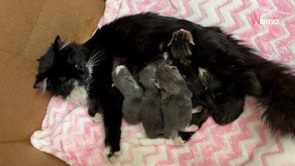 En voulant aider un chat errant, ils n'avaient pas envisagé que leur bonne action aurait un tel impact