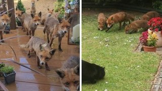 Écosse : une amoureuse des animaux nourrit la même famille de renards depuis 25 ans