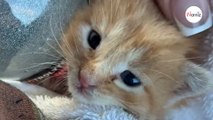 Ils trouvent un chaton pendant leurs vacances et le ramènent chez eux : la réaction de leur chat est fantastique (vidéo)