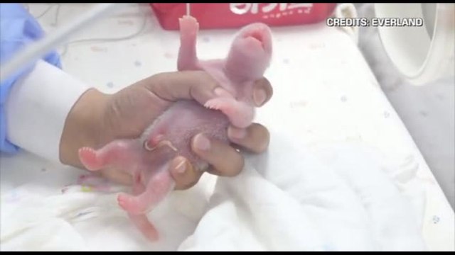 Festa in Corea del Sud per la nascita di due panda giganti gemelli