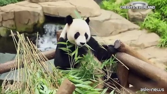 Festa in Corea del Sud per la nascita di due panda giganti gemelli