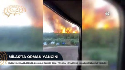 Milas'ta orman yangını