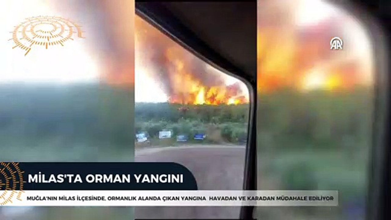 Milas'ta orman yangını