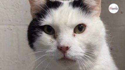 Ce chat a été rendu au refuge plusieurs fois : l'association pense qu'il faut lui trouver une maison sans tapis !