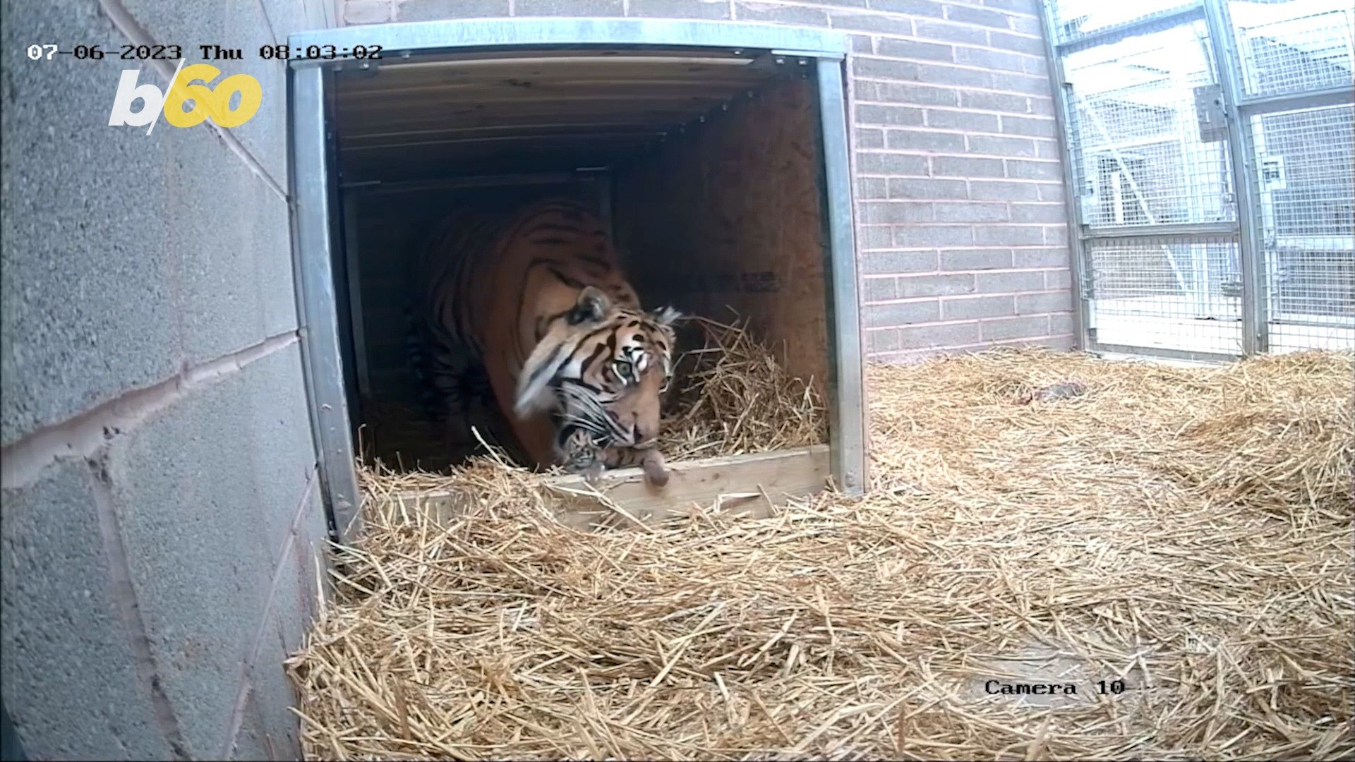 ⁣Newborn Sumatran Tiger Gives Hope to Endangered Species