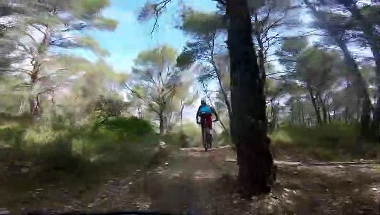 BOSQUE de arriba