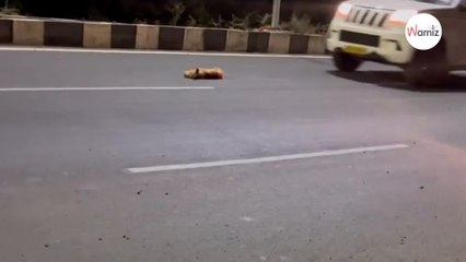Une forme est allongée au milieu du trafic : il pense devoir l'enterrer mais il réalise vite son erreur (vidéo)