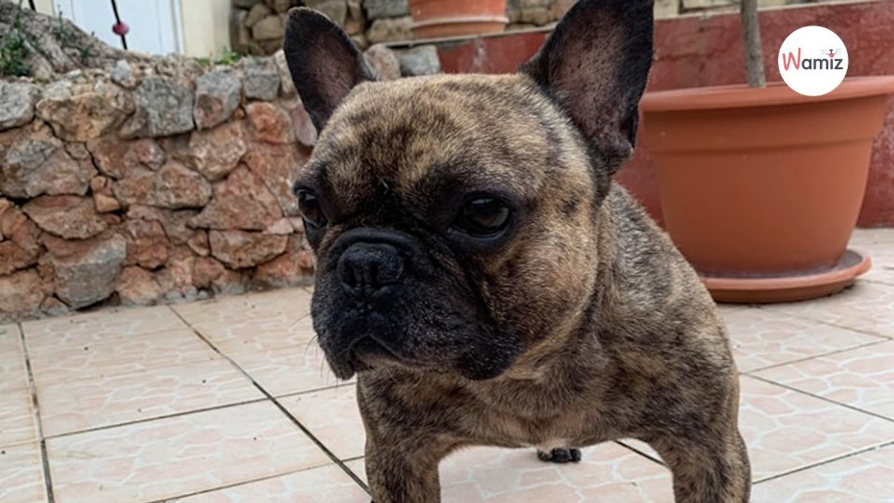 Retiré d'un élevage qui entassait les chiens dans des cages, ce Bouledogue Français rêve d'un nouveau départ