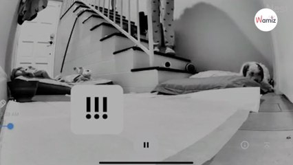 Elle sauve une chienne de la rue : ses poils emmêlés cachaient un grand secret (Vidéo)