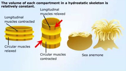 Hydrostatic Skeleton Diagram