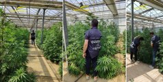 Sessa Aurunca (CE) - Sequestrata maxi coltivazione di marijuana da 5 milioni (12.07.23)