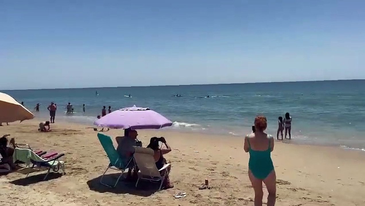 Un’orca a pochi metri dalla riva andalusa: paura e sorpresa tra i bagnanti VIDEO