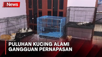 Puluhan Kucing Alami Gangguan Pernapasan akibat Pembakaran Shelter Satwa