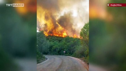 Muğla'da orman yangını