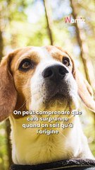 L’amitié entre un chien de chasse et un lapin vous surprend ? 