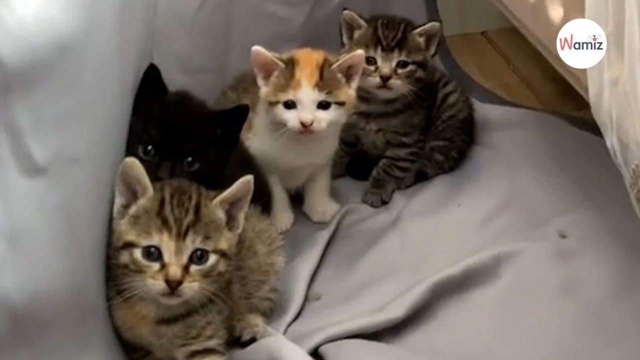 Il entend des miaulements de chat derrière le rideau alors qu'il n'a pas de chat : la surprise est totale (vidéo)