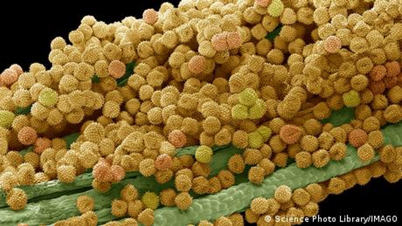 Allergien: Wenn das Immunsystem überreagiert - ohne Untertitel