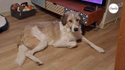 Ce chien n'ose même plus monter en voiture tant le souvenir de son abandon est tenace : qui lui redonnera confiance ?