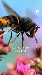 Deux piqûres de frelon peuvent-elles vraiment tuer un enfant ?