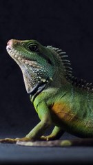 Vous savez ce qu'est le Déimatisme ?