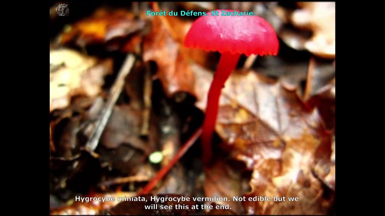 Hygrocybe miniata. Champimaginatis. English Text