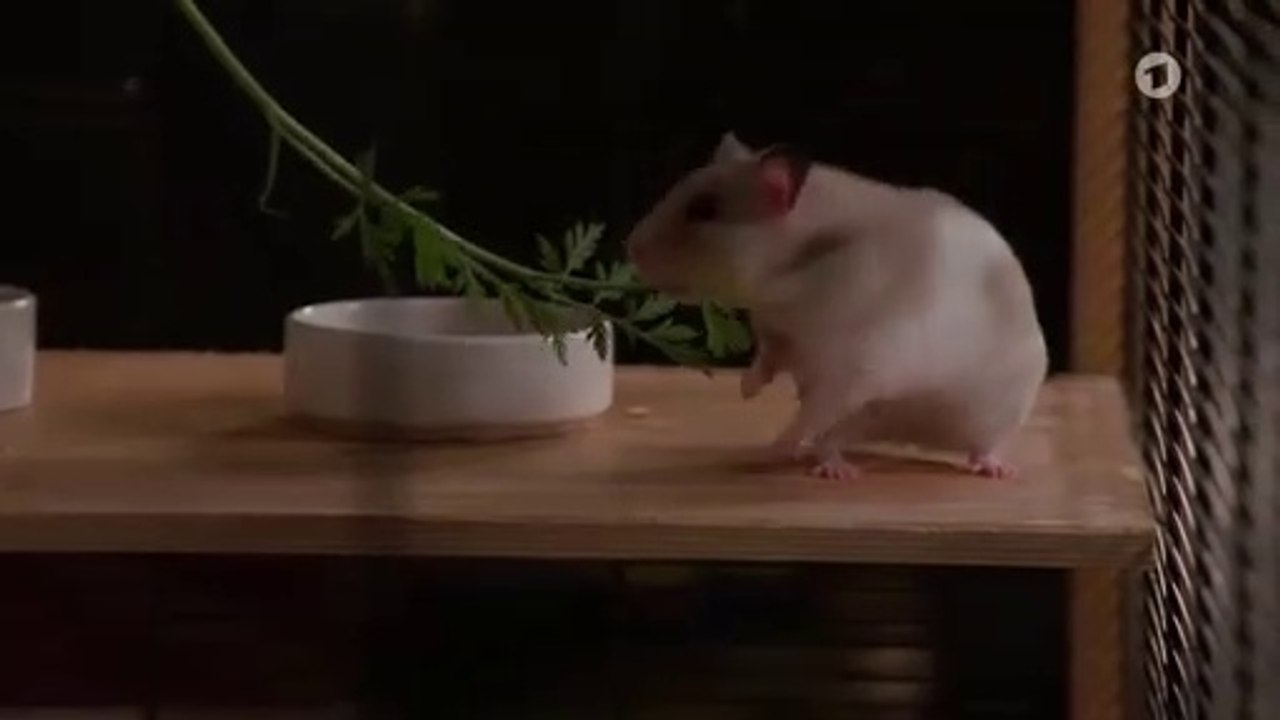 Sturm der liebe folge 3754 geld weg